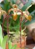 Paph. Angel Hair (St. Swithin x sanderianum)
